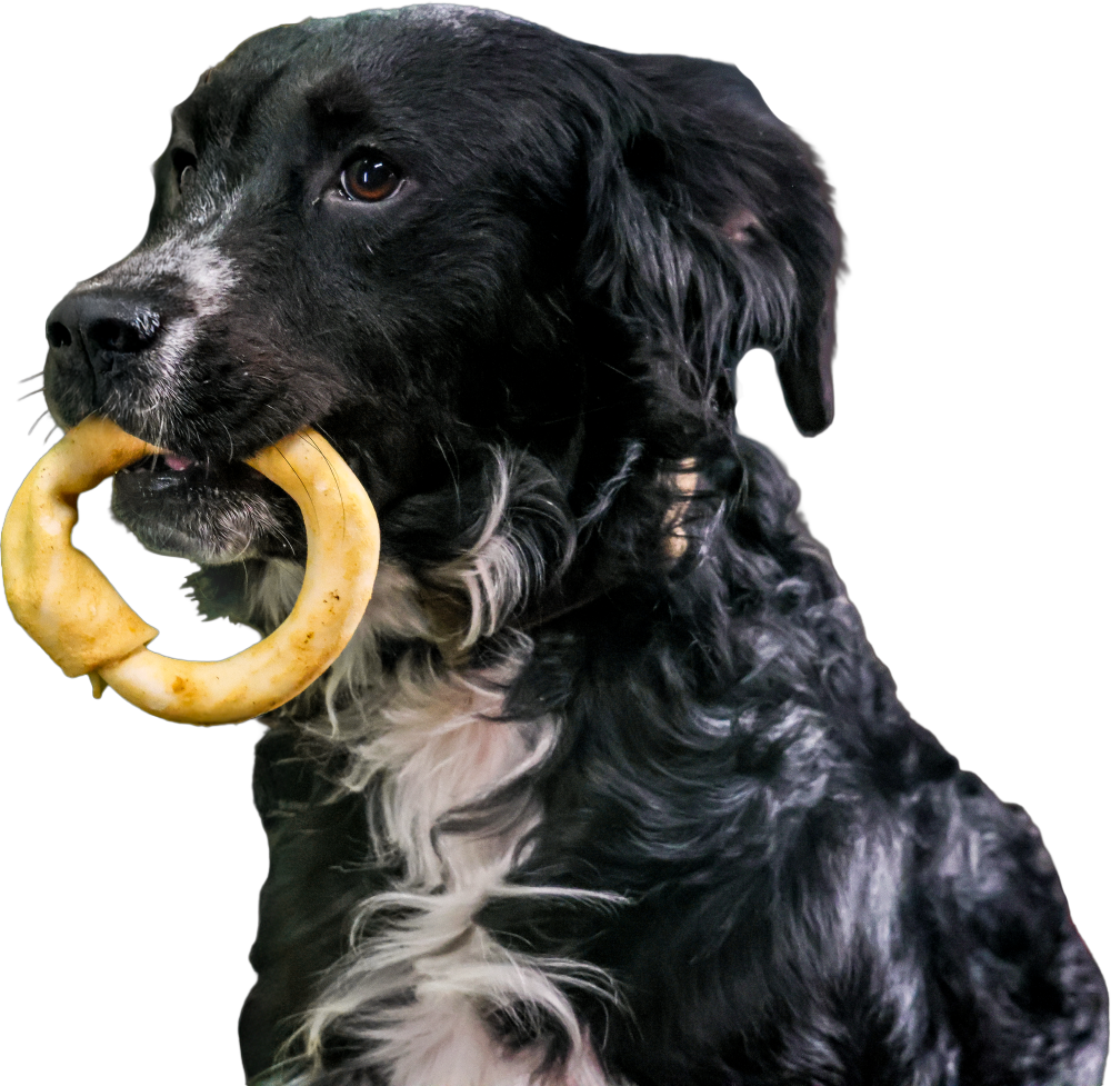 Dog with Treat in Mouth