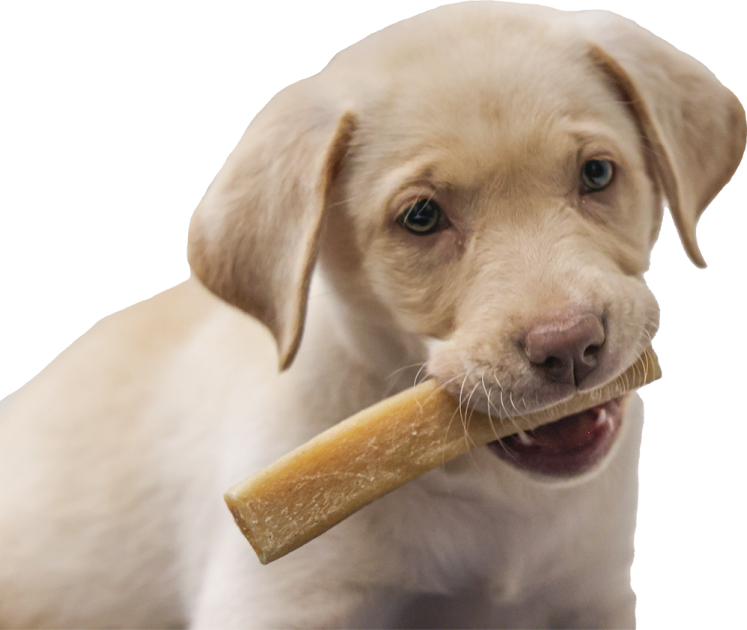 Dog with bone
